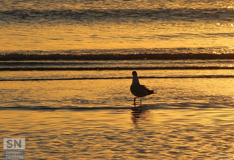 28/08/2017 - Unico attore