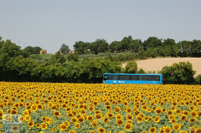 03/08/2018 - Viaggio tra i girasoli
