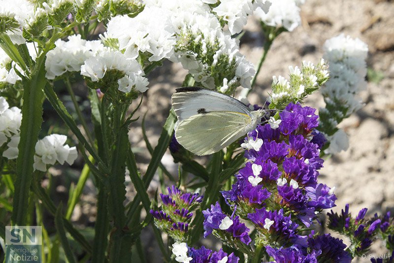 12/08/2018 - Colori attraenti