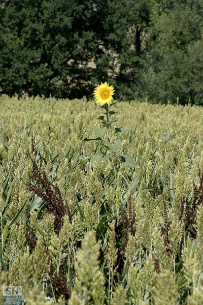 19/08/2019 - Gira...solo