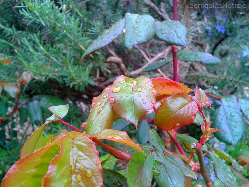 04/04/2012 - Gocce di pioggia