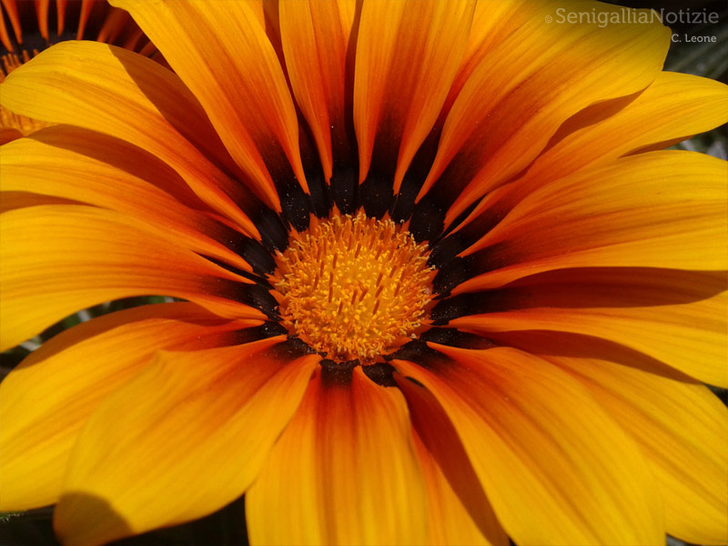 07/04/2012 - Fiore in primo piano