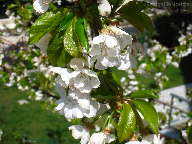 12/04/2012 - Fiori di ciliegio