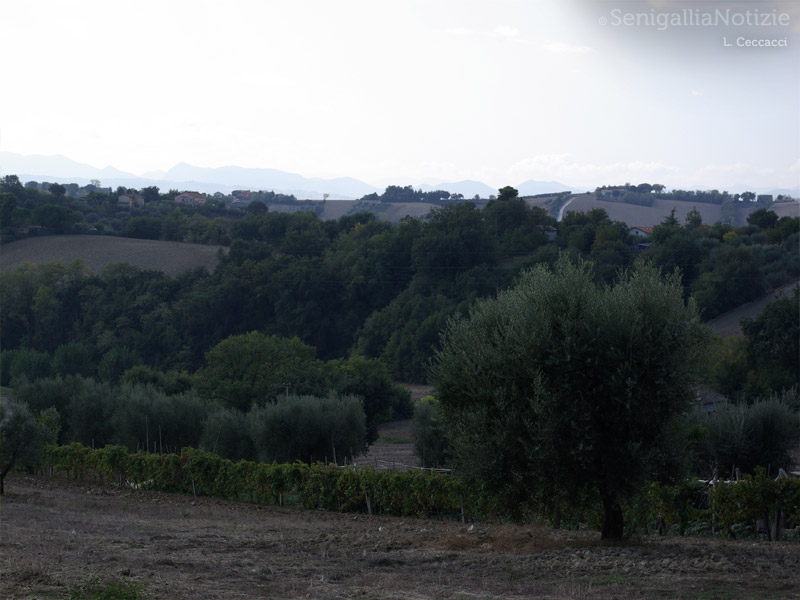 22/04/2012 - Colline dell'entroterra senigalliese