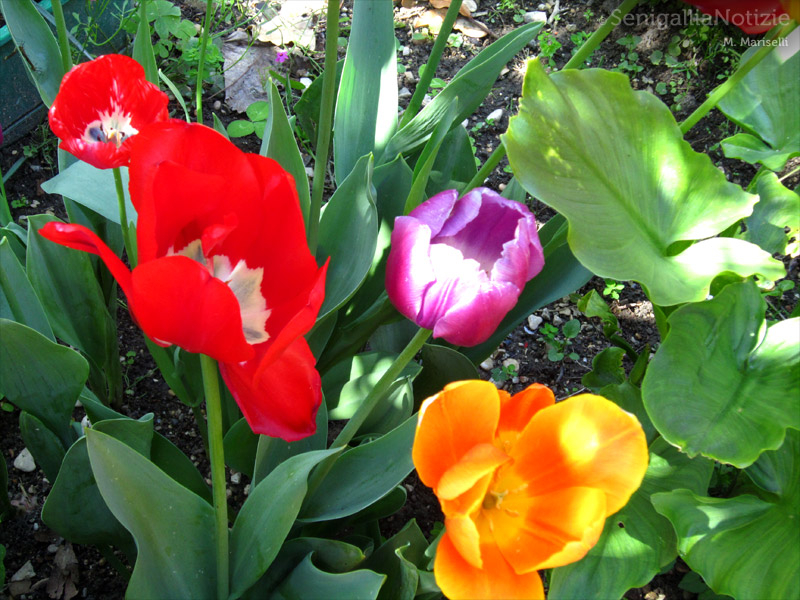 27/04/2012 - Tulipani