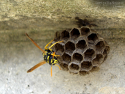 02/04/2012 - Una vespa inizia a costruire il suo alveare