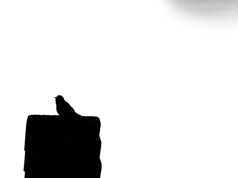 01/04/2013 - Sagoma nel bianco