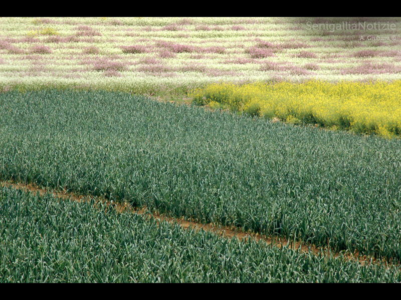 05/04/2013 - Campi colorati