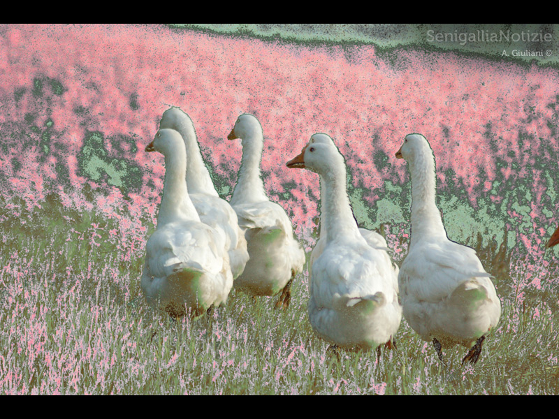 06/04/2013 - Oche tra fiori rosa