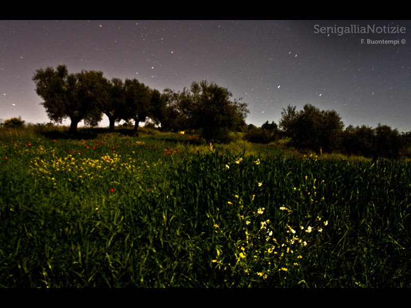08/04/2013 - Prati e alberi in notturna