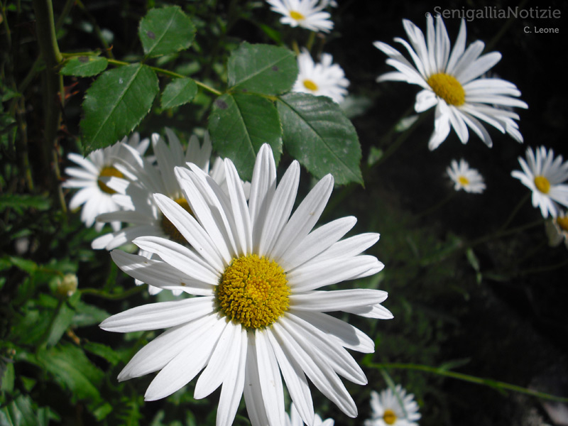 10/04/2013 - Margherite in primo piano