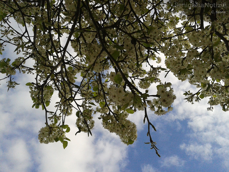 13/04/2013 - Pero in fiore