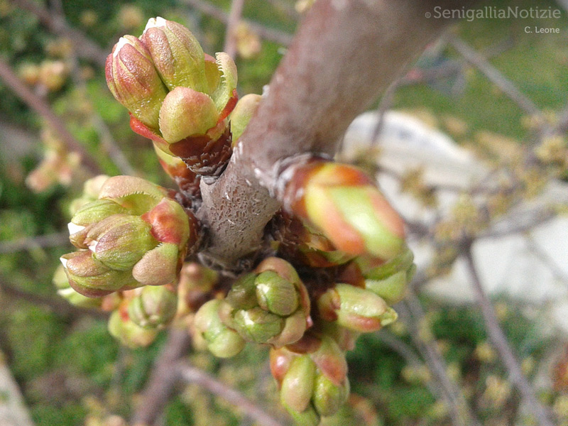 15/04/2013 - Gemme di primavera
