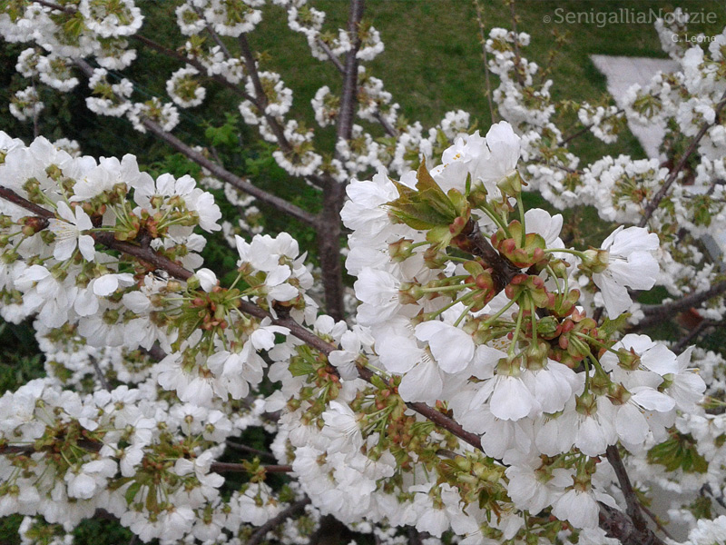 18/04/2013 - Ciliegio in fiore