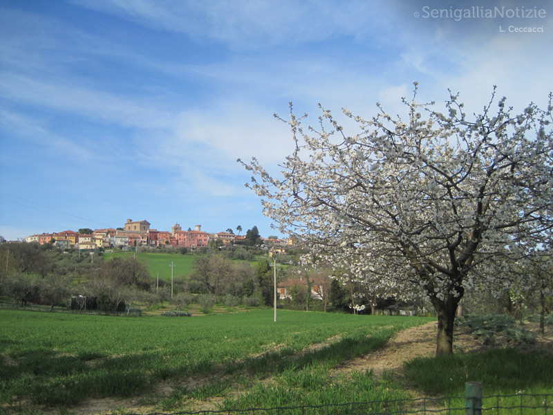 22/04/2013 - Primavera a Scapezzano
