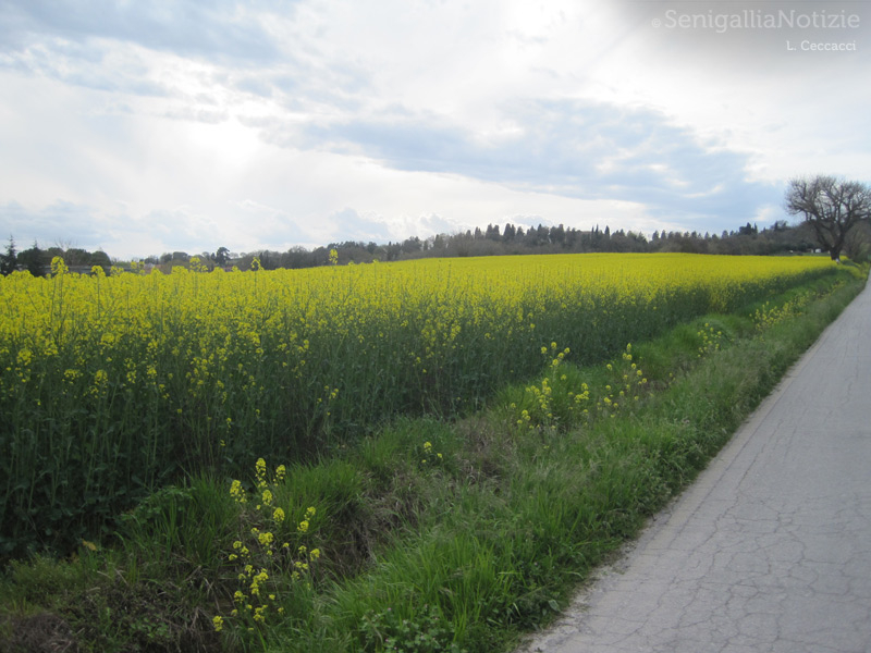 24/04/2013 - Campo fiorito