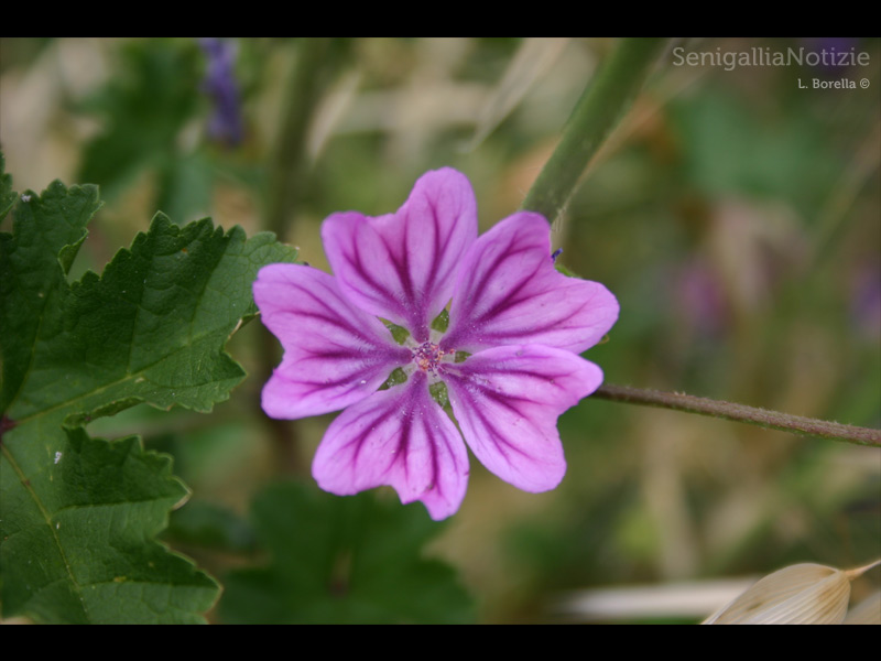 26/04/2013 - Primula viola