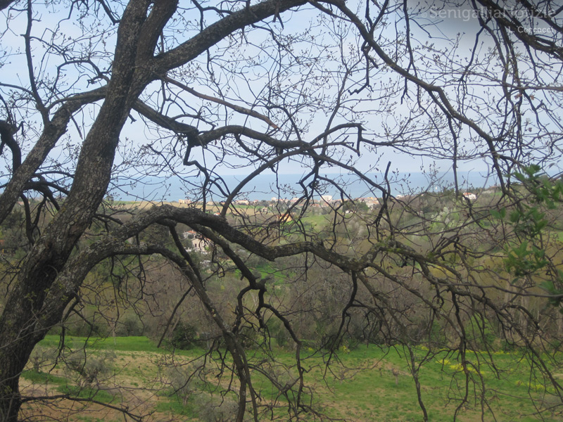 27/04/2013 - Il mare dietro i rami