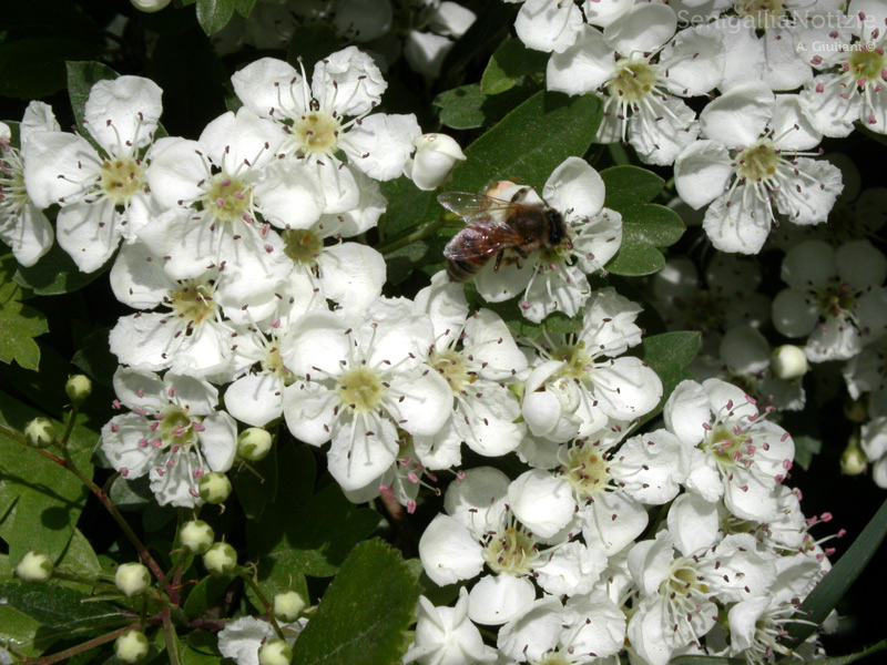 28/04/2013 - Momenti di primavera
