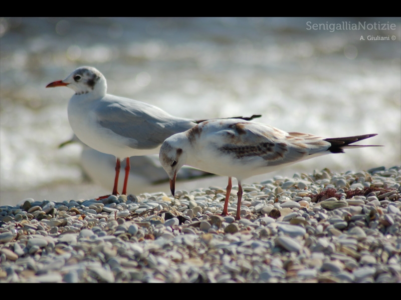 29/04/2013 - Gabbiani a Senigallia
