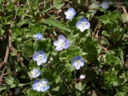03/04/2013 - Piccoli fiori azzurri