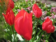 17/04/2013 - Tulipani rossi
