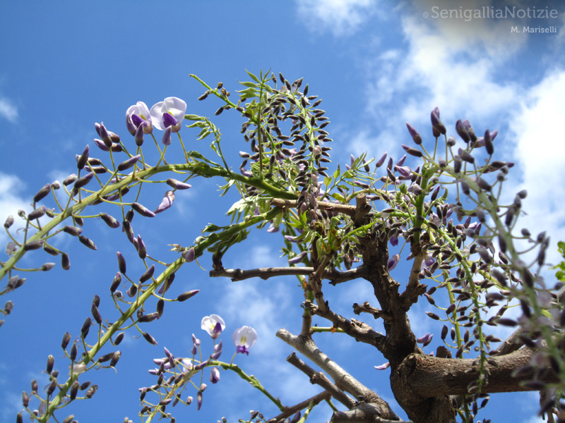 09/04/2014 - Sboccia la primavera