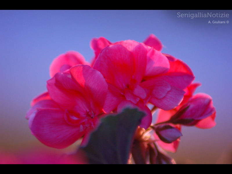 11/04/2014 - Geranio