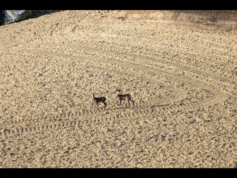 15/04/2014 - Coppia di caprioli nella campagna senigalliese
