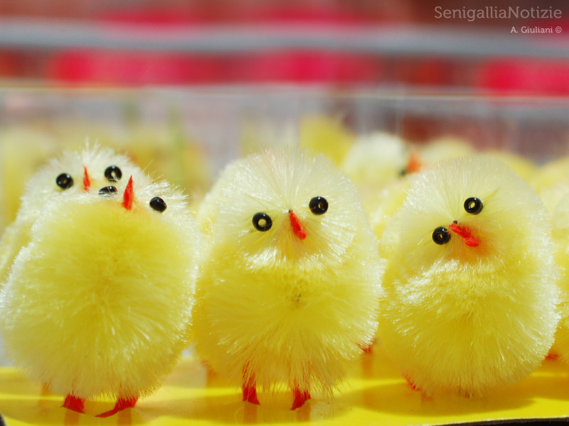 20/04/2014 - Buona Pasqua da Senigallia Notizie!