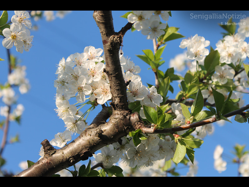 25/04/2014 - Albero in fiore