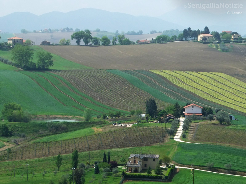 27/04/2014 - La campagna di Corinaldo