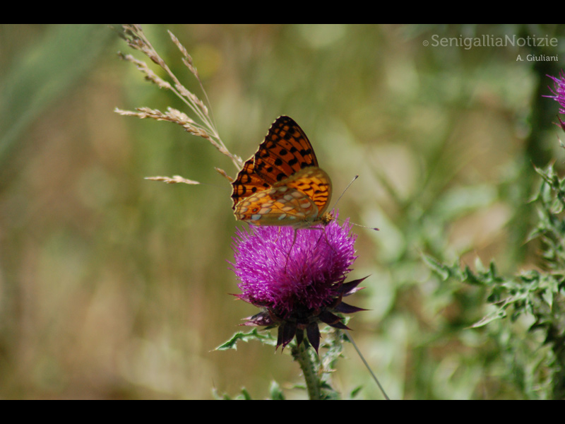 06/04/2015 - Farfalla in fiore