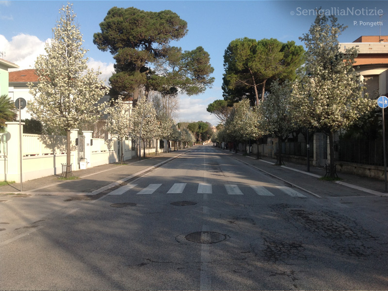 09/04/2015 - Corso Matteotti in fiore