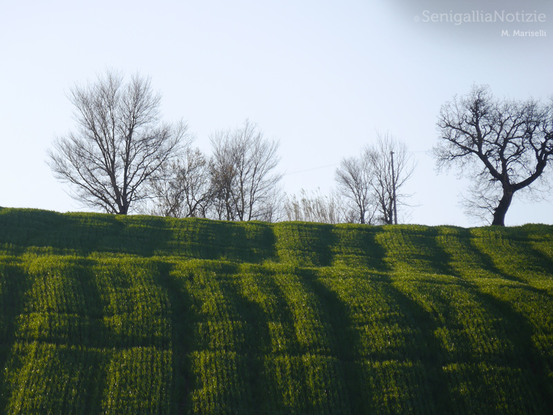 11/04/2015 - Alberi spuntano dietro la collina