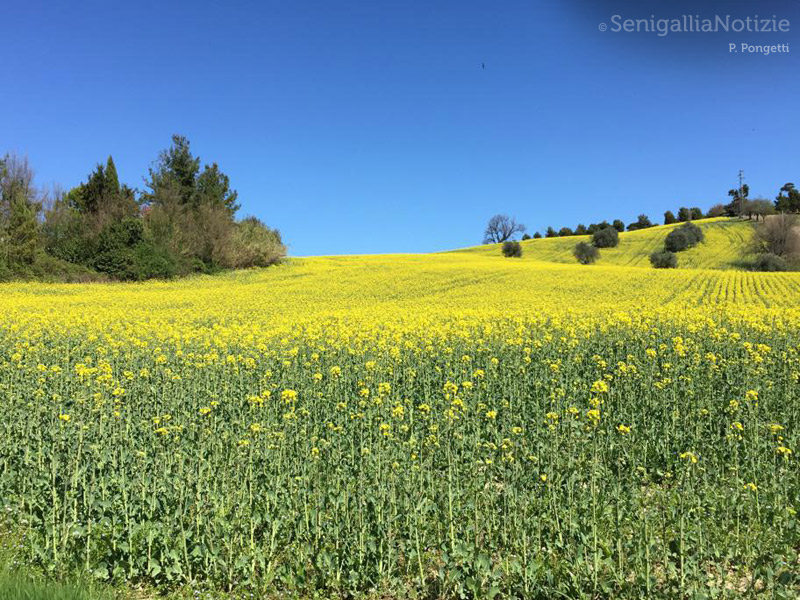 16/04/2015 - Campo di fiori gialli