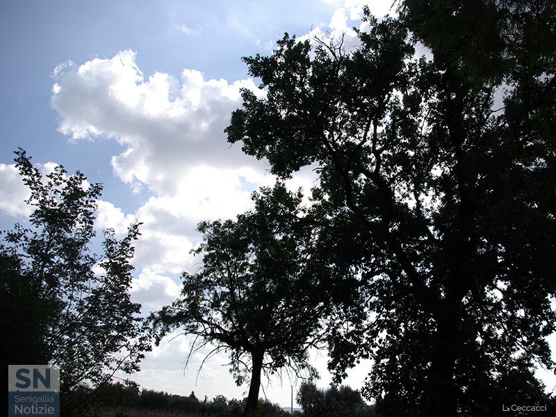 03/04/2016 - Alberi e nuvole