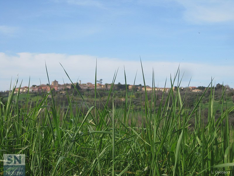 07/04/2016 - Scapezzano dietro l'erba
