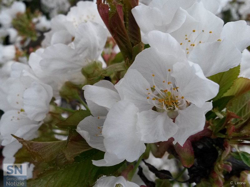 17/04/2016 - Ciliegio fiorito