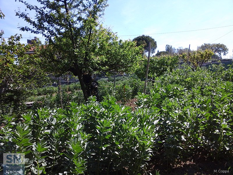 30/04/2016 - Piante di casa mia