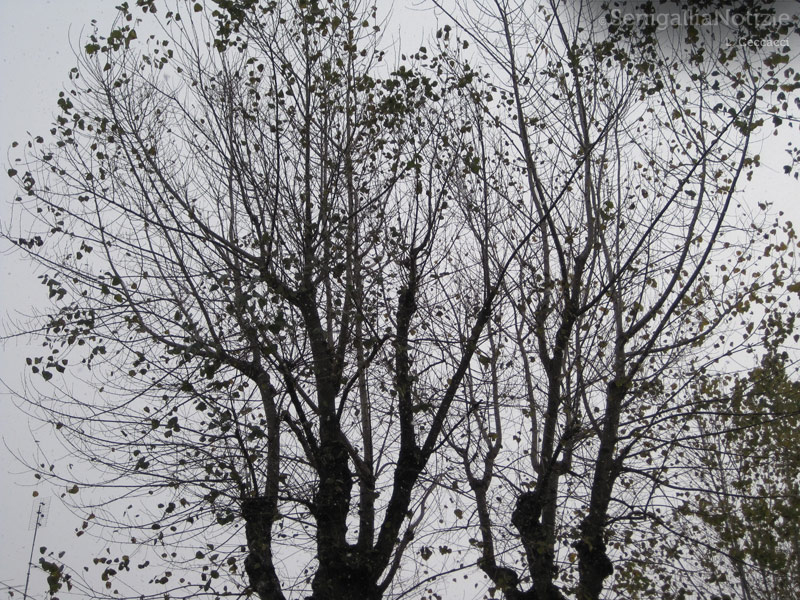 21/12/2012 - Rami d'alberi