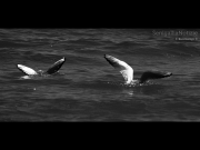 01/12/2012 - Gabbiani nelle acque del mare di Senigallia