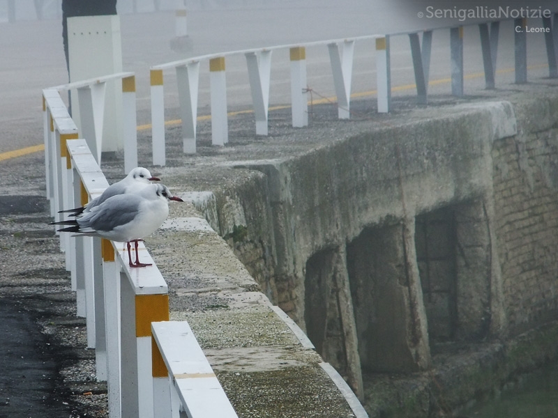 01/12/2013 - Gabbiano al molo di Senigallia