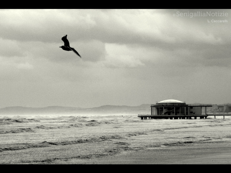 04/12/2013 - Un gabbiano vola in prossimità della Rotonda