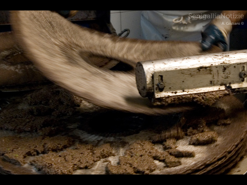 18/12/2013 - In frantoio
