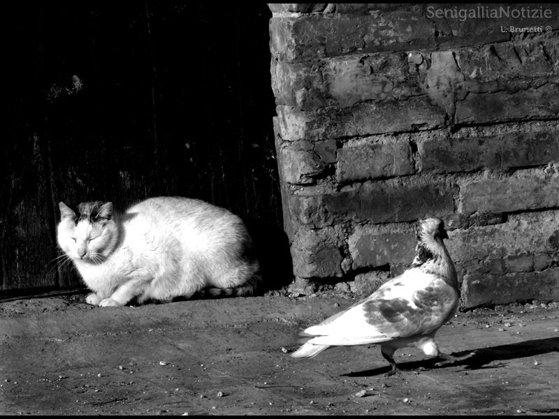 19/12/2013 - Amici animali!