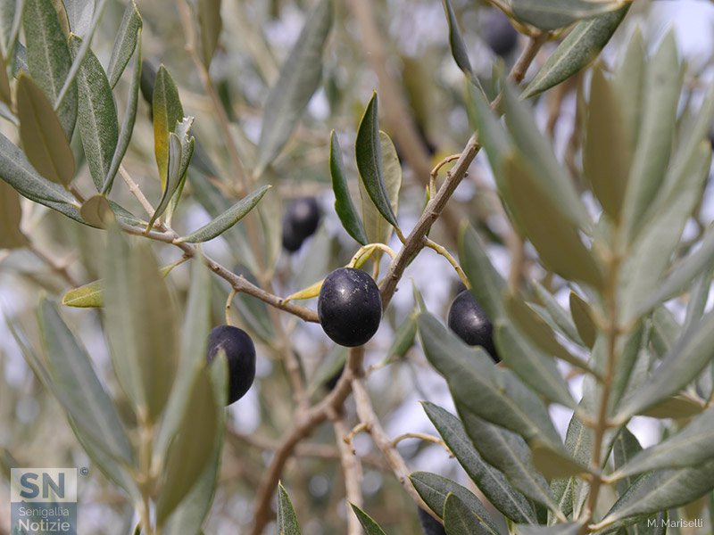 20/12/2015 - Olive nere