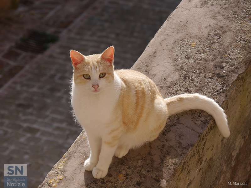 28/12/2015 - Gatto a Palazzo di Arcevia