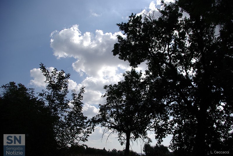 15/12/2016 - Rami, nuvole e cielo