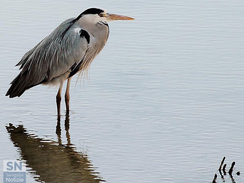 22/12/2016 - Zampe nell'acqua
